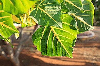 Switch版《史莱姆牧场》上市当日打破六年销量纪录